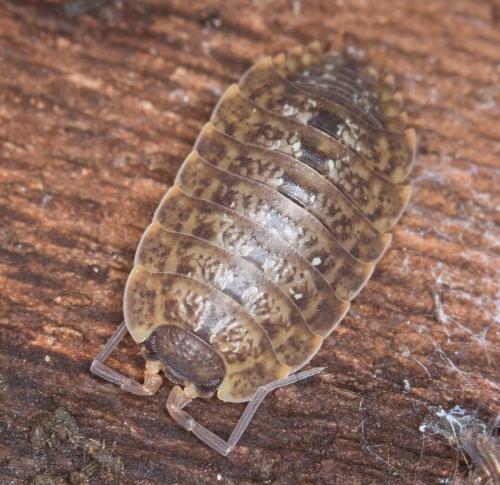 Porcellio monticola